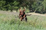 DOBERMANN 032